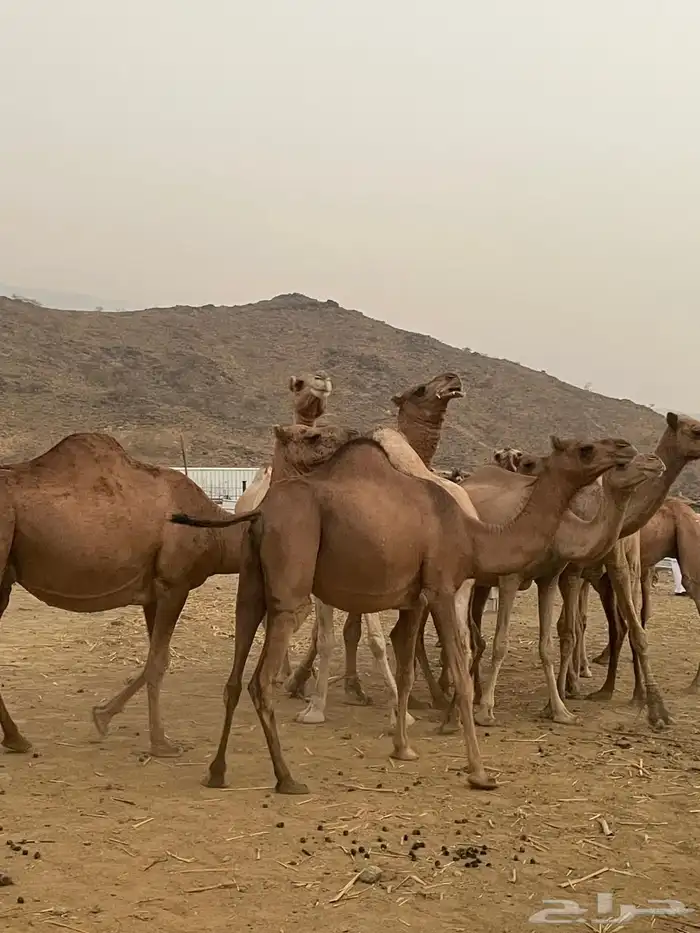 إبل للبيع 7