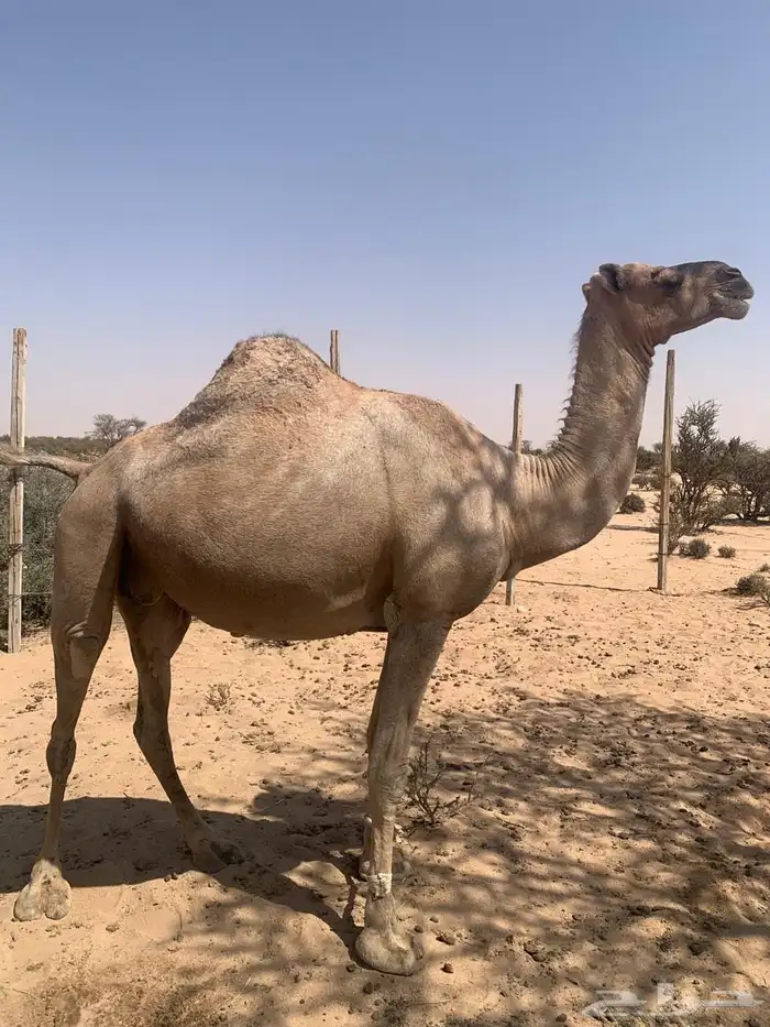 نياق عوادي لقح للبيع 0