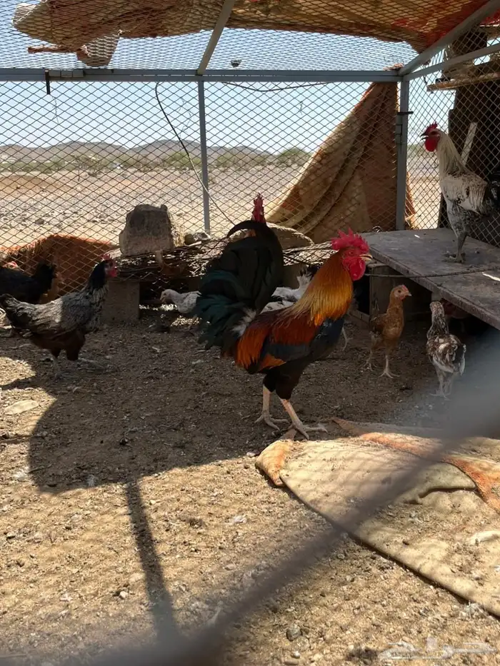 ديك عربي اصيل 1