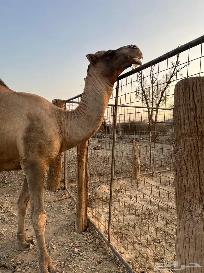 جمل احمر مشروط 4