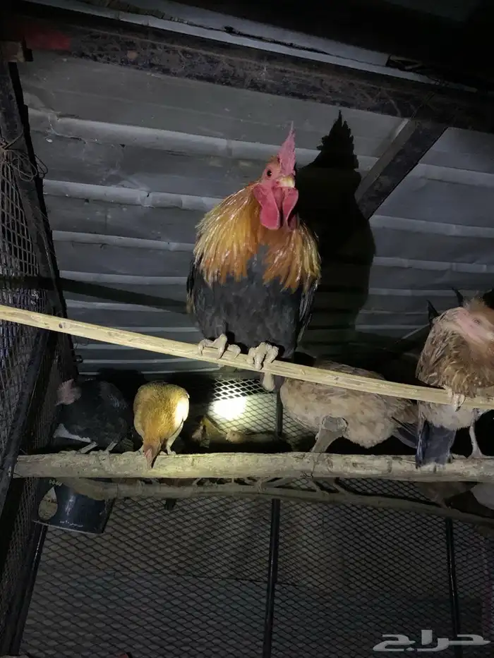 ديك عربي اصيل 5