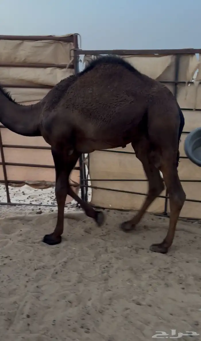 قتود مجهم سمين تم البيع 0