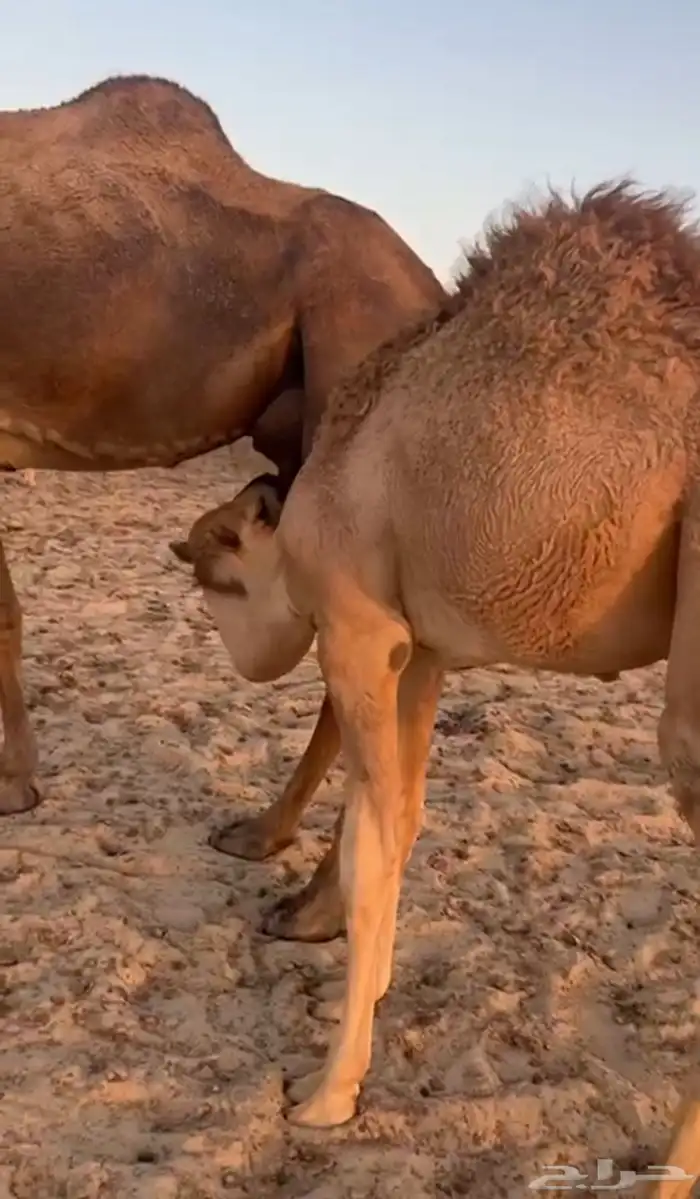 عرض قعود سمين تم البيع 0