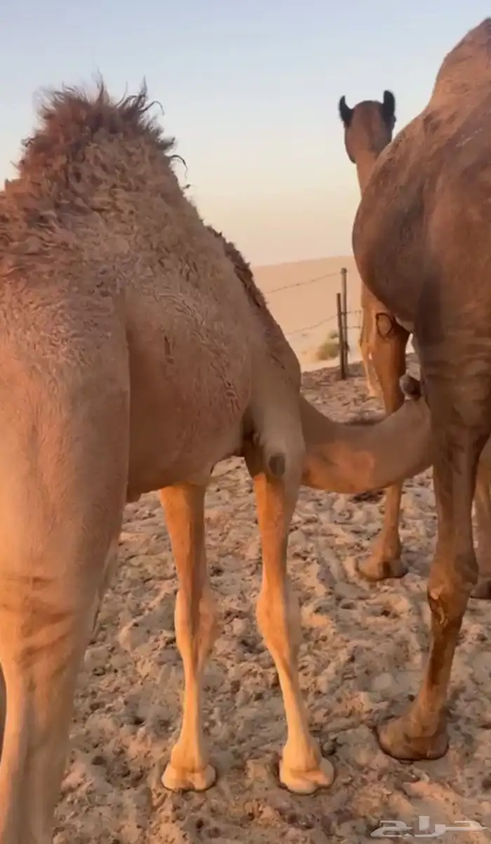 عرض قعود سمين تم البيع 1