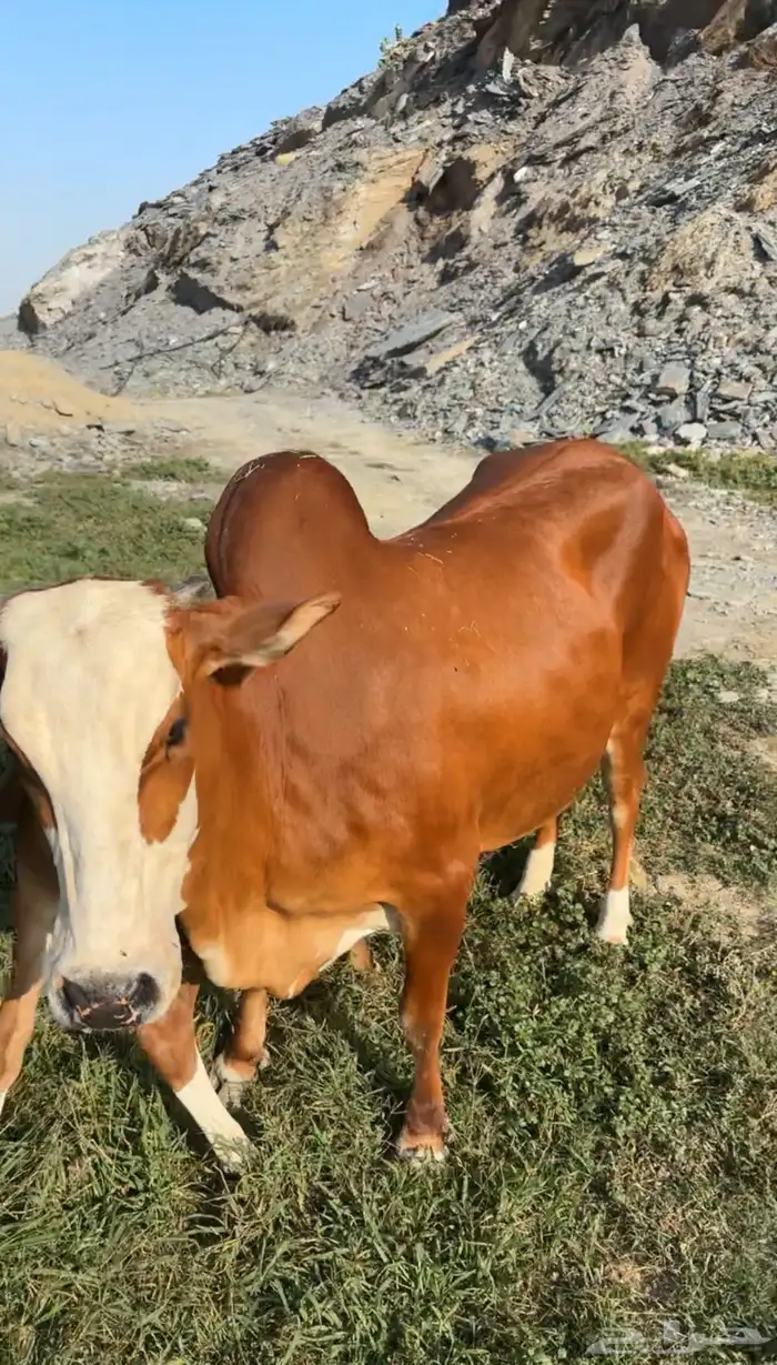للبيع بقره 1