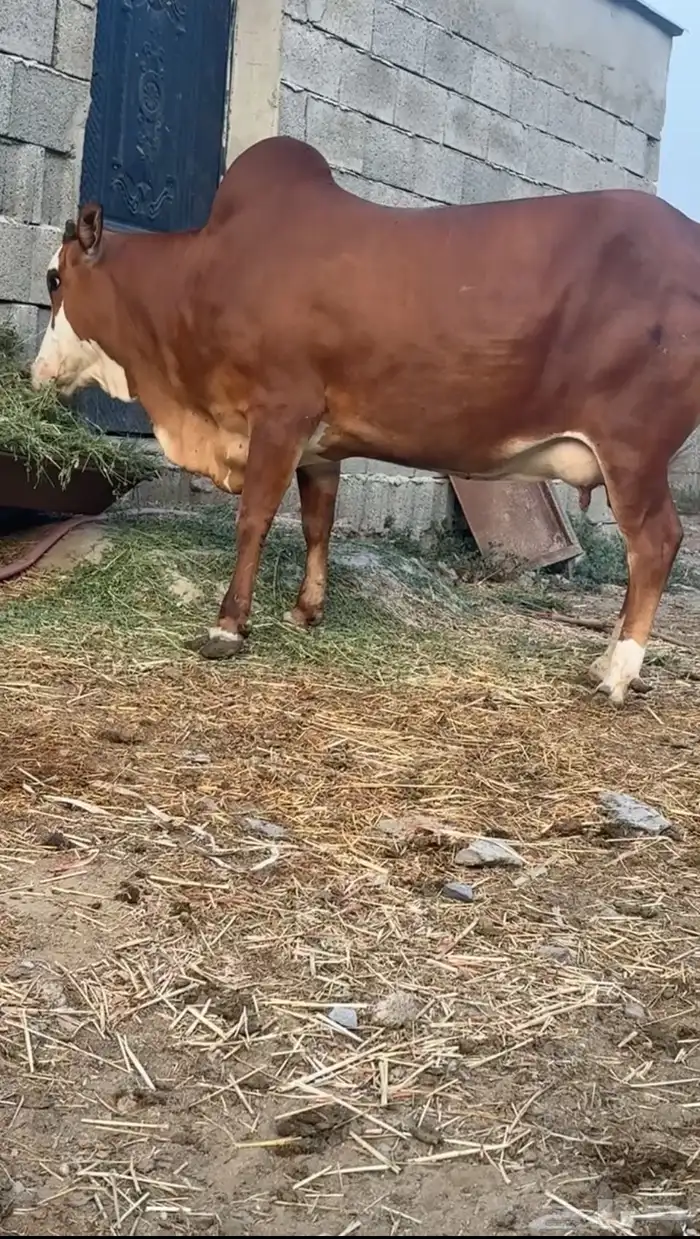 للبيع بقره 2