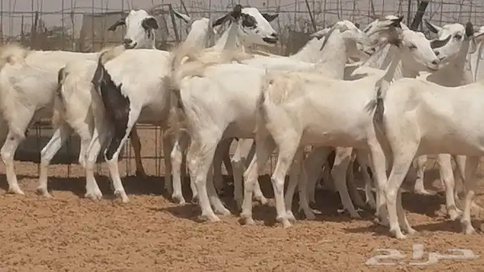 ماعز بيشيات للبيع 15