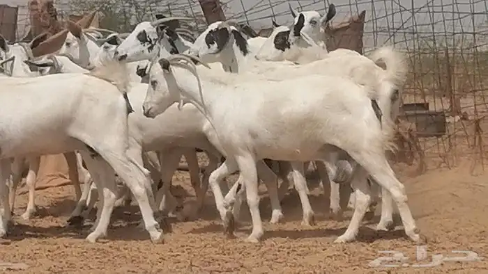 ماعز بيشيات للبيع 24