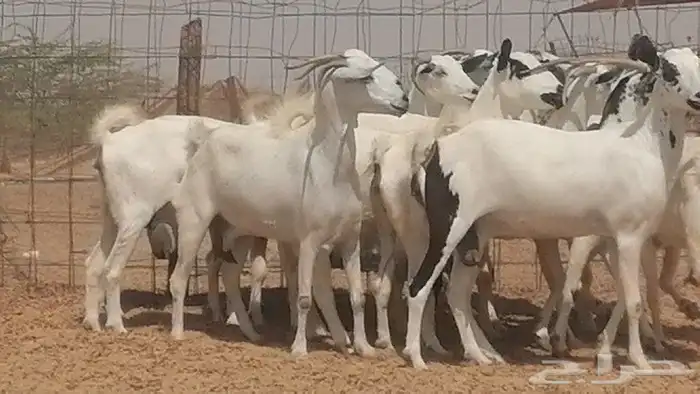 ماعز بيشيات للبيع 10