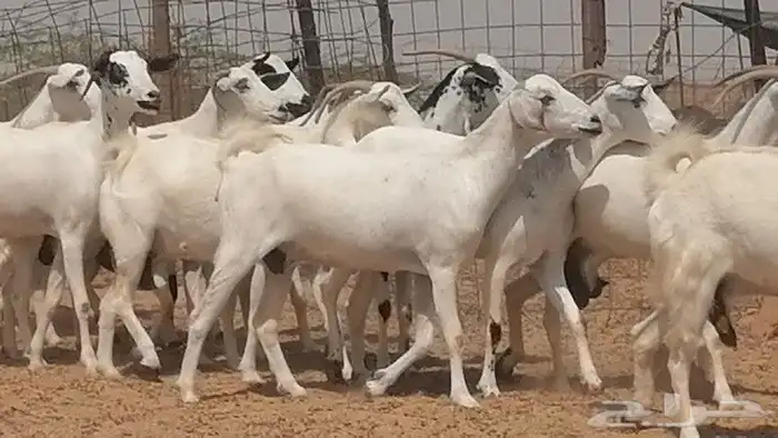 ماعز بيشيات للبيع 5