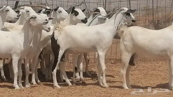 ماعز بيشيات للبيع 0