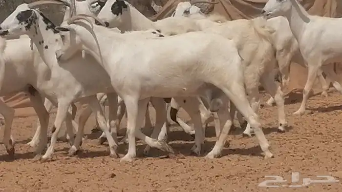 ماعز بيشيات للبيع 7