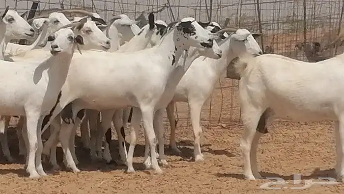 ماعز بيشيات للبيع 20