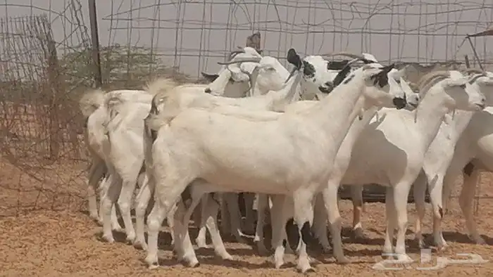 ماعز بيشيات للبيع 11