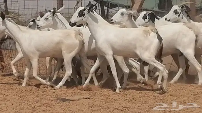 ماعز بيشيات للبيع 18