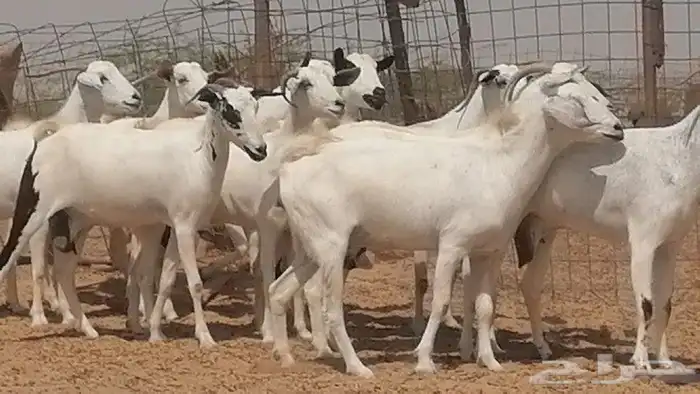 ماعز بيشيات للبيع 16