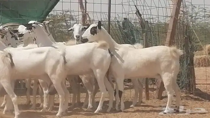 ماعز بيشيات للبيع 27