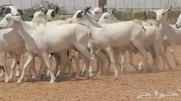 ماعز بيشيات للبيع 23