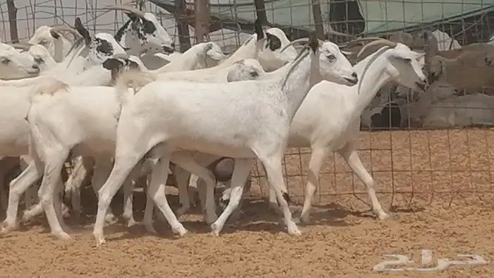 ماعز بيشيات للبيع 6