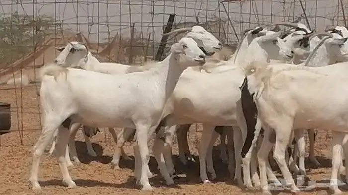 ماعز بيشيات للبيع 3