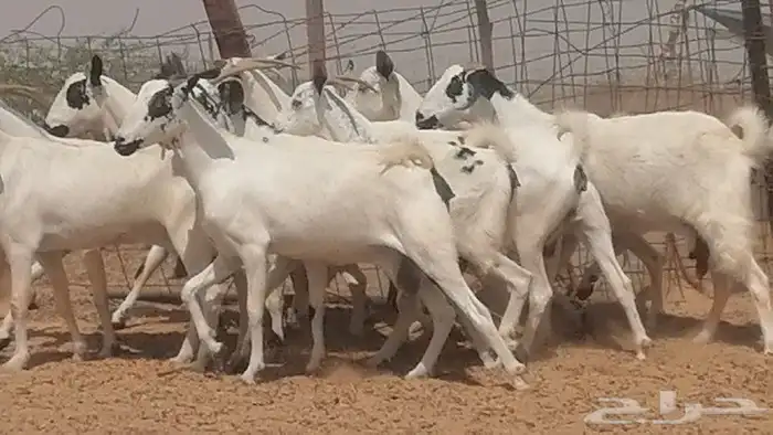 ماعز بيشيات للبيع 14