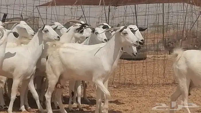 ماعز بيشيات للبيع 2