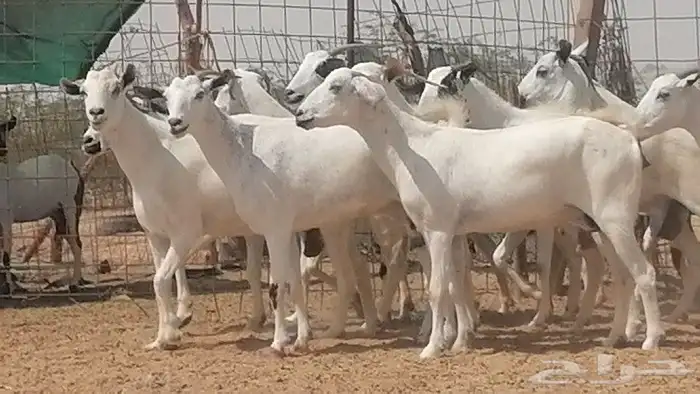 ماعز بيشيات للبيع 22