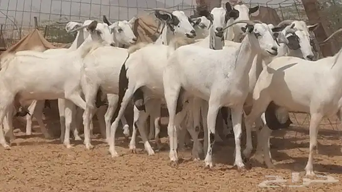 ماعز بيشيات للبيع 25