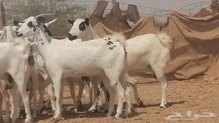 ماعز بيشيات للبيع 8