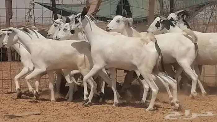 ماعز بيشيات للبيع 1