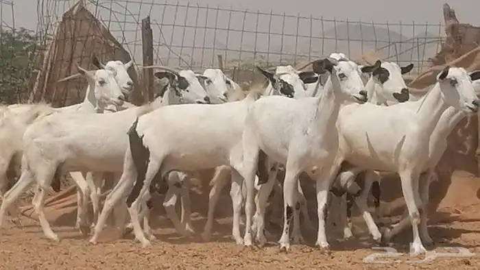 ماعز بيشيات للبيع 26