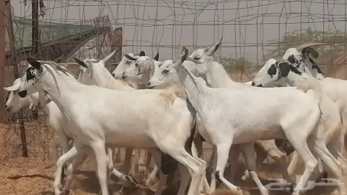 ماعز بيشيات للبيع 19