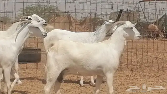 ماعز بيشيات للبيع 21