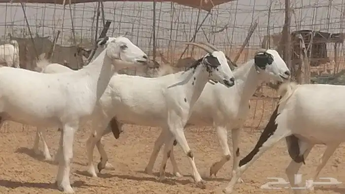 ماعز بيشيات للبيع 13