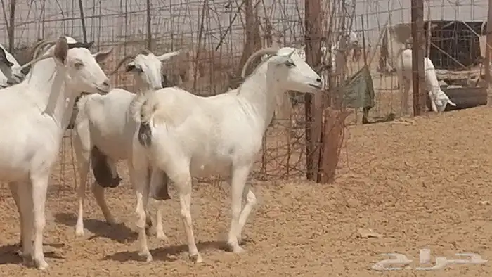 ماعز بيشيات للبيع 4