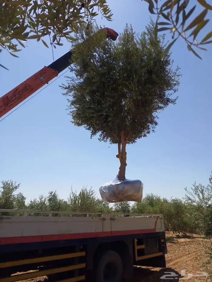 يوجد لدينا شجر الزيتون المعمر والمثمره وفي مركان 5