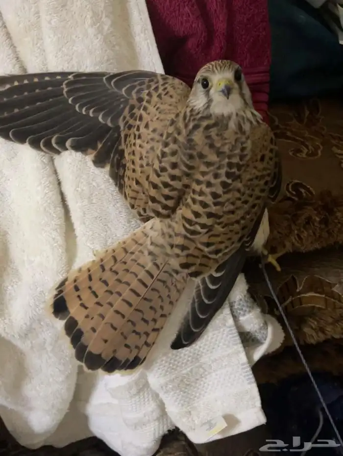 طرح اليوم علي السوم 0