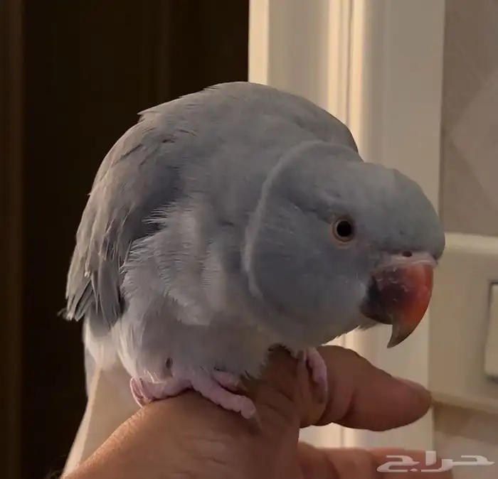 للبيع دره كلير قراي تيل وايت هيد 3