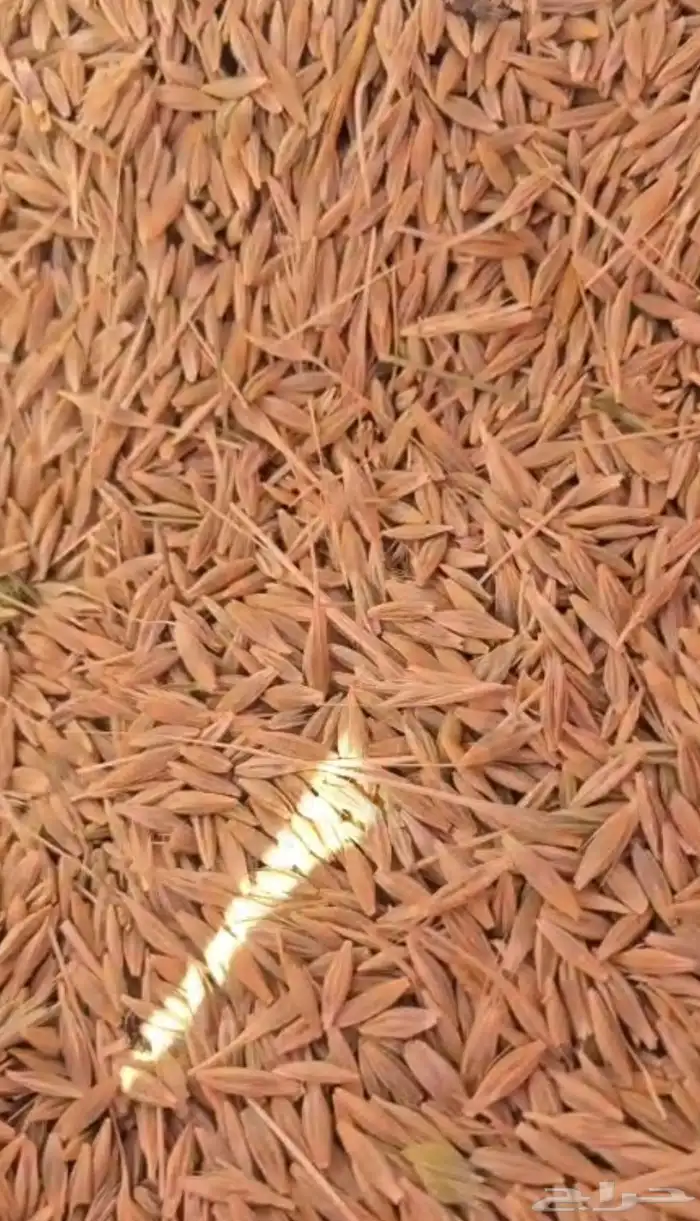 شعير بلدي مضمون 0