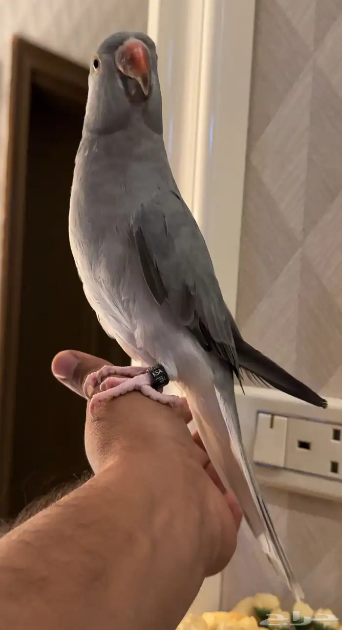 للبيع دره كلير قراي تيل وايت هيد 0