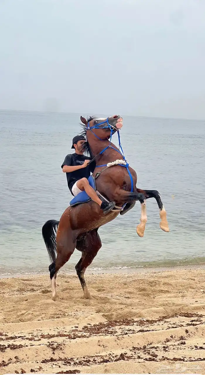 خيل عربي اصيل 4