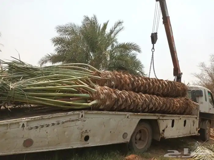 يوجد لدينا نخل للبيع 0