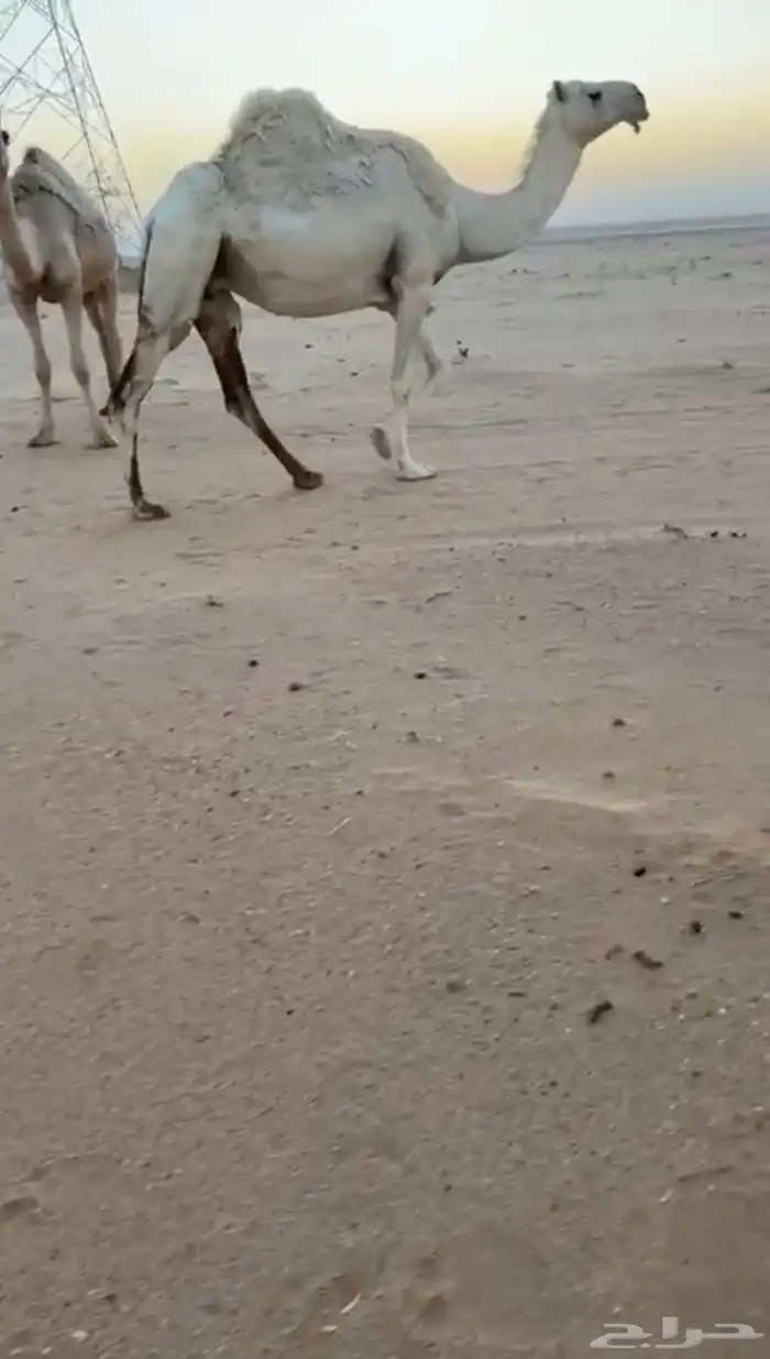 ناقه لقحه وعلى بعير ساسه رماني 1