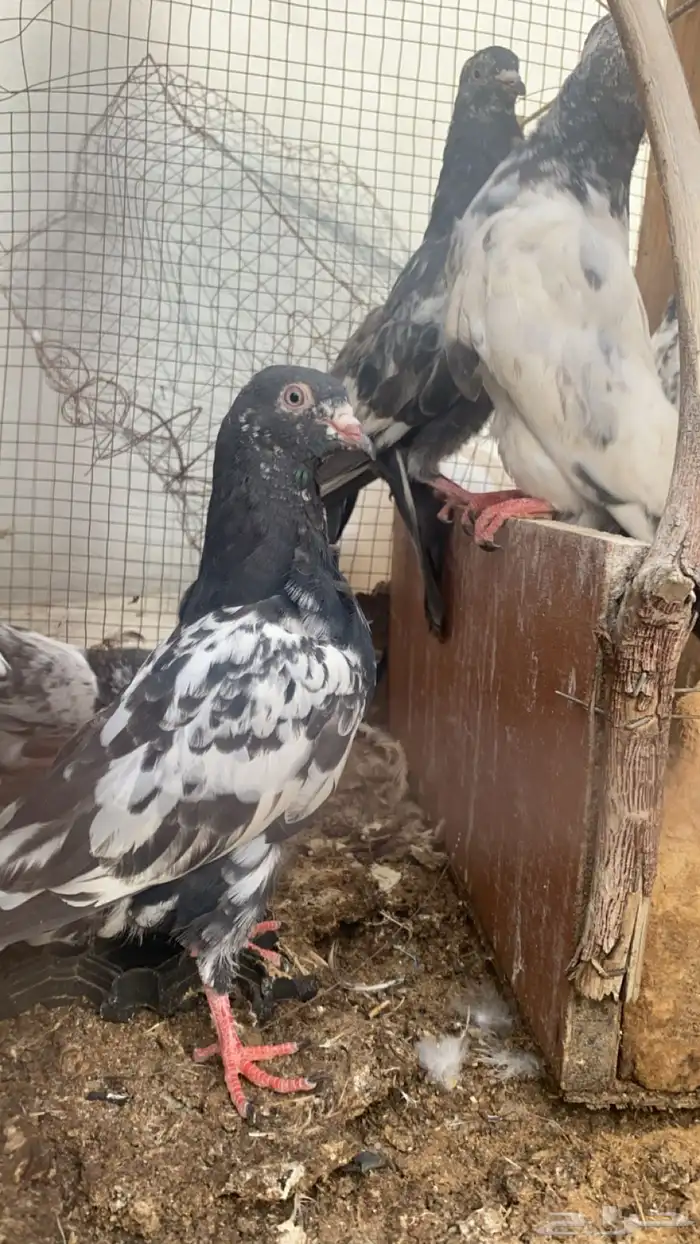 طبات حمام باكستاني 5