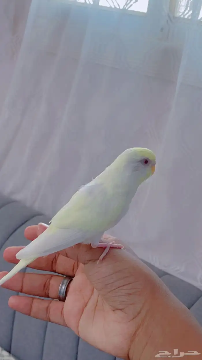 بادجي اليفه ( تم البيع) 0