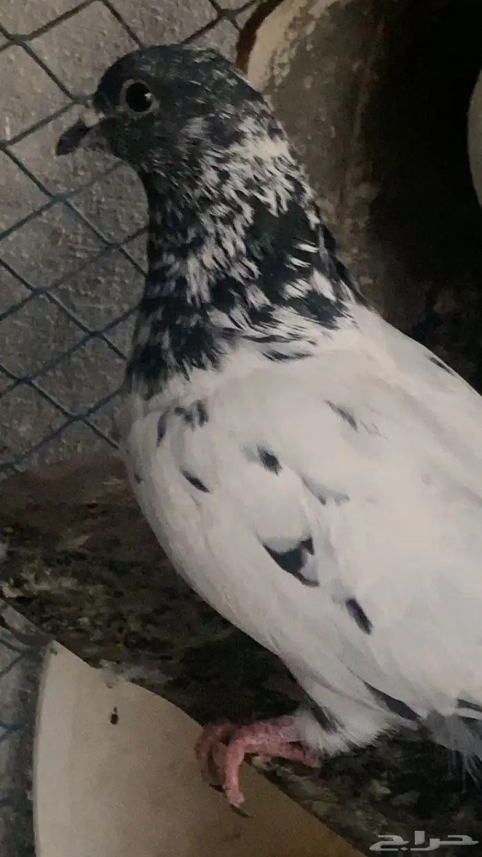 طبات حمام باكستاني 10
