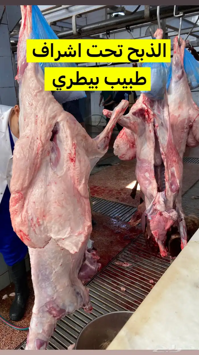 جذعان نعيم بلدي 0