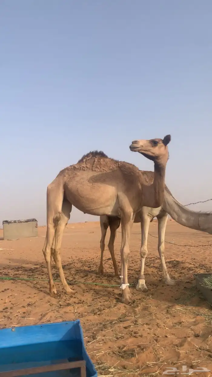 بكره على ولد جلمود 0