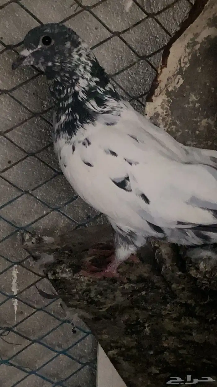 طبات حمام باكستاني 9