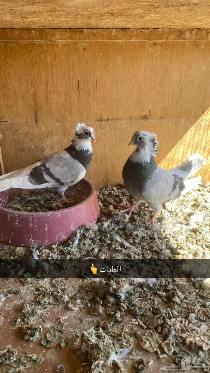 حمام قطايف 4